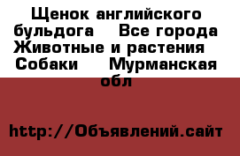 Щенок английского бульдога  - Все города Животные и растения » Собаки   . Мурманская обл.